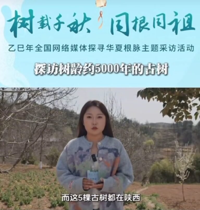 【视频】探访5颗5千年的古树