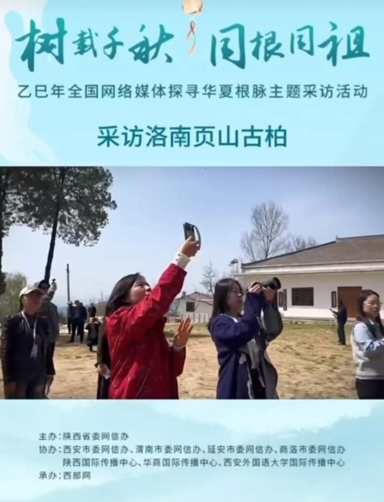 【视频】洛南页山古柏