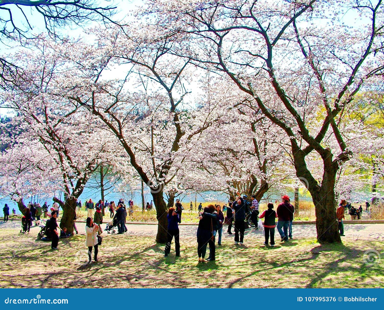 多伦多樱花盛开