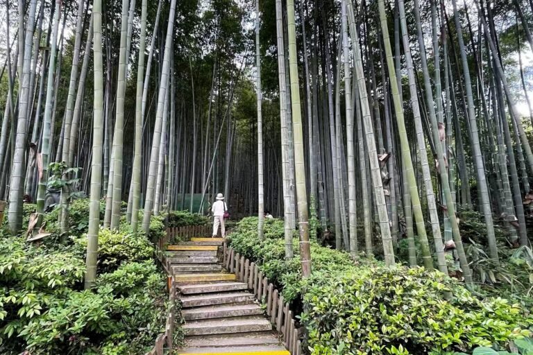 竹海藏生态 碑石传文脉