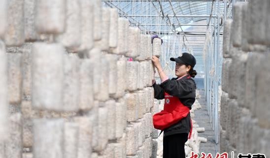 图为当地农户正在纳朵朵菌菇小农场里工作。九美旦增 摄