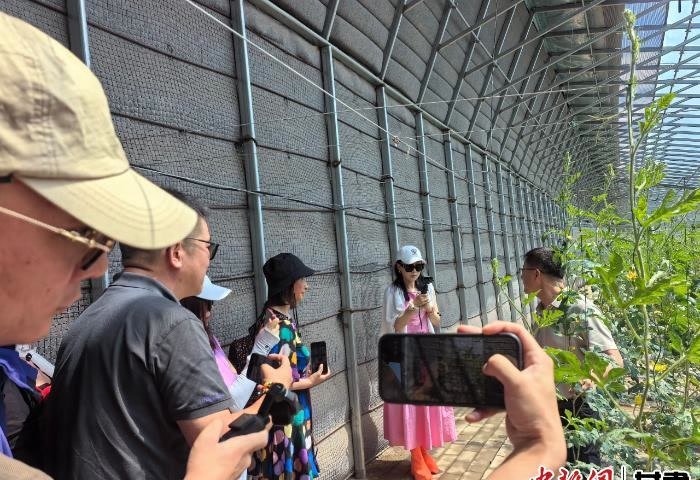 图为海外华文媒体采风团走进凉州区发放镇，在温室内实地察看棚内瓜果蔬菜长势，了解戈壁设施农业发展情况。史静 摄