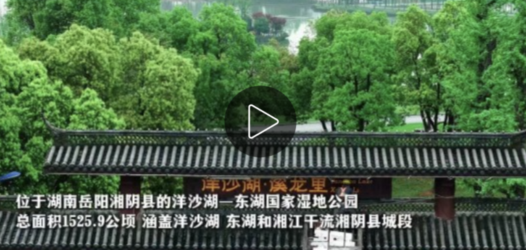 （长江十年行）治污还湿 湖南湘阴洋沙湖生态向好焕新颜